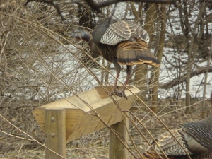 turkey in deer feeder at Applewood